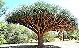 30Stück drachenbaum zimmerpflanze samen praktische geschenke baumsamen bäume kaufen bonsai baum exotische pflanzen winterhart winterharte kübelpflanzen steingartenpflanzen kräutersamen