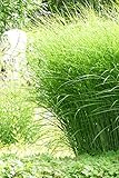 Chinaschilf Gracillimus - Feinhalm Chinagras - Miscanthus sinensis Gracillimus (5 Liter-Topf)