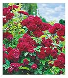 BALDUR Garten Rambler-Rosen 'Chevy Chase', 1 Pflanze, Kletterrose winterhart mehrjährige Kletterpflanze, blühend, Rosa Hybride, dicht gefüllte Blüten, Rosen-Rarität