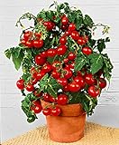 Prademir – Cocktailtomaten Samen/Bonsai-Tomaten Samen “Minibel” – 25x Tomatensamen handverlesen aus Portugal – Tomatensaat mit hoher Keimrate für Fensterbank & Topf – 100% Natursamen ohne Chemie