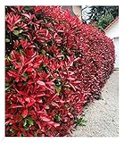 BALDUR Garten immergrün Photinia-Hecke 'Red Robin', 10 Pflanze Glanzmispel winterhart, blühend, Photinia fraseri 'Red Robin', Photinia fraseri, schnellwachsend