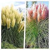 2 x Cortaderia selloana im 1 Liter Topf (Ziergras/Gräser/Winterhart/Mehrjährig/Immergrün) Weißes und Rosa Pampasgras - Strahlendes Weiß und sanftes Rosé im perfekten Duo - von Stauden Gänge