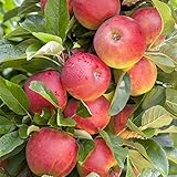 Apfel Baum 'Elstar' Malus domestica 150-200cm im 7,5L Topf...