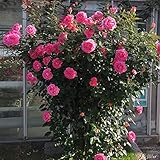 Kletterrose Parfum Royal Climbing in Pink - Kletter-Rose sehr stark duftend - Pflanze für Rankhilfe als Wurzelware von Garten Schlüter - Pflanzen in Top Qualität