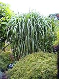 4 x Riesen-Chinaschilf, winterhart, Miscanthus Giganteus,...