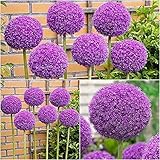 5 Stück dunkel lila Allium Zwiebeln blühende Zwiebel mehrjährige Indoor Outdoor Schöne Frühlingsblumen Zwiebeln bereit zu pflanzen