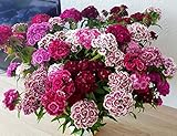 Bartnelke - Sweet William Double Mix - Nelke - Dianthus barbatus - 500 Samen