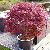 Japanischer Zwergahorn 'Peve Dave', palmatum, rotlaubig, 19 cm Topf