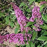 Kölle's Beste! Sommerflieder, Buddleja davidii 'Pink Delight', rosa, Topf 5 lt.