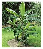 BALDUR Garten Winterharte Bananen 'grün', 4 Pflanzen Faserbanane Bananenbaum Musa basjoo Bananenpflanze, mehrjährige winterharte Staude, Früchte essbar