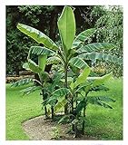 BALDUR Garten Winterharte Bananen 'grün', 1 Pflanze, Faserbanane Bananenbaum Musa basjoo Bananenpflanze, mehrjährige winterharte Staude, Bananen-Früchte essbar