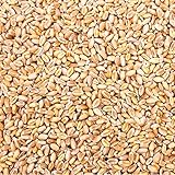 Petigi 10 Kg Weizen Hühnerfutter Hühner Huehner Futter Futterweizen Weizenfutter Weizenkorn Korn Getreide Geflügelfutter Sack Weizenkoerner Koerner Wildvögel