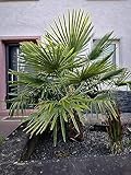 30 Samen Hanfpalme Trachycarpus fortunei Palmen Samen