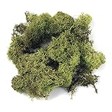 Rayher 8503211 Islandmoos, hellgrün, Btl. 100 g, echtes...