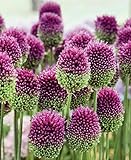 Allium sphaerocephalon-Blumenlauch 10 Zwiebeln, Kugelköpfiger Lauch