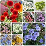 gänseblümchen samen für rasen wiesensaatgut, schattenpflanzen gänseblümchen deko gartendeko für draußen, blumenteppich bio saatgut blumenbeet hochbeet bonsai samen seltene pflanzen, 500pcs