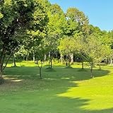 rasensamen - grassamen schattenrasen exotische rasensaat schnellkeimend bodendecker winterhart mehrjährig ziergras grünpflanzen herbstpflanzen 15000samen