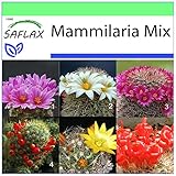 SAFLAX - Kakteen - Mammilaria Mischung - 40 Samen - Mammilaria Mix