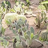 200 pcs Kakteen kaktus samen, Kaktus Pflanze, winterharte pflanzen für garten (Opuntia dillenii) kakteen samen, sukkulenten samen mini pflanzen echt - kakteen nachhaltige geschenke