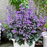 lavendel mehrjährig winterhart lavendelsamen herbstblumen, wildkräuter steingartenpflanzen winterhart gartenblumen 60pcs