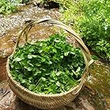 brunnenkressesamen bio winterhart - balkon bio garten 15pcs