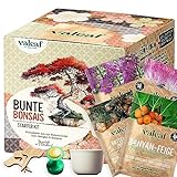 valeaf Bunte Bonsai Starter Set für deinen Bonsai Baum I...