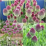 10 Stück Allium Zwiebeln Winterharte mehrjährige Blumen für die Außenpflanzung auf dem Bauernhof Auffällige Blumen schmücken den Gartenhof der von Gärtnern geliebt wird