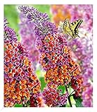 BALDUR Garten Buddleia Sommerflieder 'Flower-Power' Schmetterlingsflieder, 1 Pflanze, Buddleja Hybride, winterharter Schmetterlingsstrauch Zierstrauch mit atemberaubenden Farbspiel, blühend