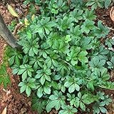 jiaogulan - gynostemma pentaphyllum - bodendecker gartenkräuter wildkräuter balkon kräutergarten 200samen