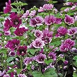 Mauretanische Malve - Malva sylvestris - dunkelrote Blüten von Juni - September - als Schnittstaude geeignet