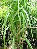 Chinagras Riesen Chinaschilf Miscanthus sinensis giganteus im 5 Liter Pflanzcontainer