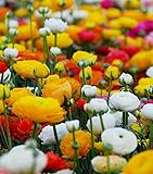 Blumenzwiebeln (10 X Hahnenfuss MIX - Ranunculus MIX)