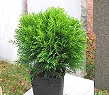 Thuja occ. 'Danica' - kugeliger Zwerg-Lebensbaum -Zwergkonifere langsam wachsend im 17 cm Topf