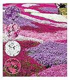 BALDUR Garten Winterharter Bodendecker Phlox-Mix Flowers of the Sea, 4 Pflanzen, Polsterphlox Polster-Flammenblume Polsterstauden Teppichphlox Moosphlox mehrjährig, Phlox subulata, trockenresistent