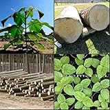 Paulownia elongata 100+ frische Samen Geschenk ROYAL...