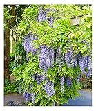 BALDUR Garten Blauregen 'Blue Moon', 1 Pflanze, winterhart, im 2-Liter XXL-Topf, bienenfreundlich, pflegeleicht, Wasserbedarf gering, blühende Kletterpflanze, Wisteria macrostachya