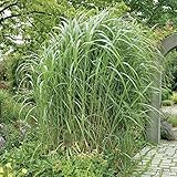 Riesen Chinaschilf Pflanzen - Miscanthus Giganteus - Schilf als Sichtschutz und Schattenspender - Schilfgras für Garten, Teich und Vorgarten - Elefantengras winterfest und pflegeleicht - Pflanzen in T