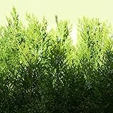 Thuja occidentalis Brabant Abendländischer Lebensbaum Heckenthuja immergrün