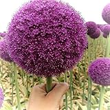 10 pcs allium zwiebeln winterhart mehrjährig, winterlinge zwiebeln winterharte stauden mehrjährig zierlauch,riesenlauch, blumenzwiebeln frühblüher frühblüher zwiebeln balkon pflanze