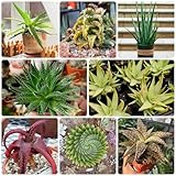 60 Pcs Aloe Vera Pflanze Samen - Sukkulenten Samen - Seltene Pflanzen, Sukkulenten Echte Pflanzen Samen, Deko Wohnzimmer, Pflanzen Züchten, Gartendeko Für Draußen, Succulent, Zimmerpflanzen