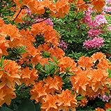 Gardeners Dream Orange Azalee (1 Stk.) - Japanische Rhododendron Pflanze - Immergrüne Azalee Winterhart - Mehrjährig Blühende Winterharte Pflanzen für Garten im Topf - Winterharte Kübelpflanzen