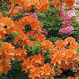 Gardeners Dream Orange Azalee (1 Stk.) - Japanische...