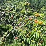 Pflaumenbaum samen、 pflanzensamen、schnell wachsender stauden winterhart mehrjährig bäume garten winterhart obstpflanzen、Dekorative Pflanzen bio saatgut 10pcs