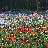 Wildblumensamenmischung, einfach zu züchtende robuste mehrjährige Blumensamen, großartige Allzweckmischung, ideal für Blumenbeete und Grenzen, Töpfe und Terrassenbehälter (100.000-1.000.000+)