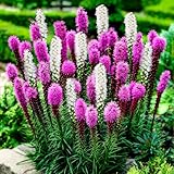 Liatris spicata Lila und Weiß Kollektion (50 Zwiebeln), Mix von 2 Sorten, 25 von jeder Farbe, Winterhart und Mehrjährig, Stauden aus Holland (kein Samen und nicht künstlich), Weiß-Violett Farben