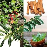 5 pcs Zimt Pflanzen samen - kräuter samen pflanztöpfe steingartenpflanzen winterhart,cinnamomum cassia, nachhaltige geschenke für frauen deko wohnzimmer modern baumsamen kräuter pflanzen