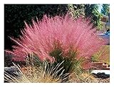 1 x Muhlenbergia capillaris 1 Liter (Ziergras/Gräser/Winterhart) Rosa Haargras BLICKFANG