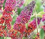 Buddleja Flower Power 25-30 cm Schmetterlingsflieder Sommerflieder - Fliederspeer