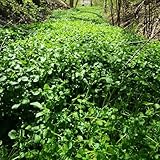 brunnenkressesamen bio winterhart - balkon deko garten 5pcs