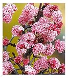 BALDUR Garten Duft-Schneeball 'Dawn', 1 Pflanze, Viburnum bodnantense Winterschneeball, winterhart, mehrjährig, pflegeleicht, blühend, Vanillie Duft, anspruchslose Pflanze